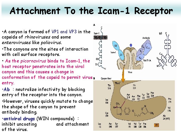 Attachment To the Icam-1 Receptor • A canyon is formed of VP 1 and