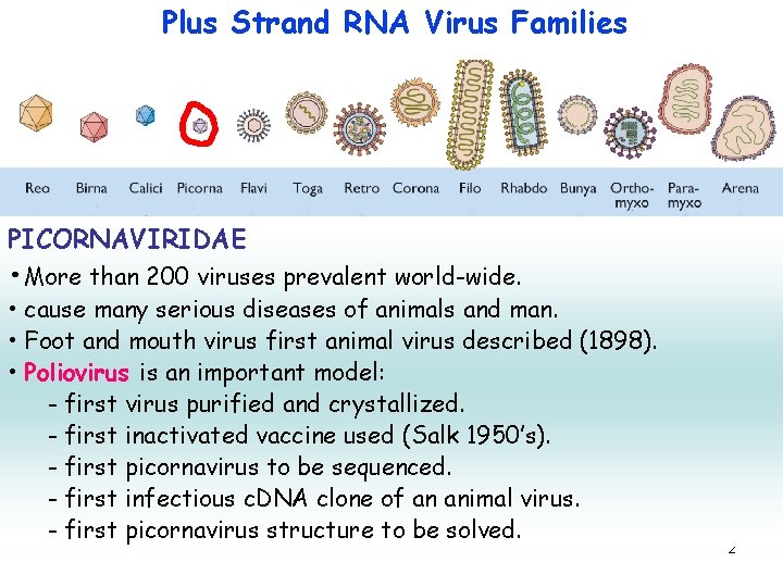 Plus Strand RNA Virus Families PICORNAVIRIDAE • More than 200 viruses prevalent world-wide. •