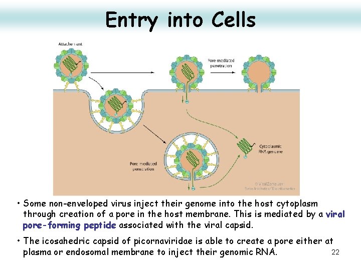 Entry into Cells • Some non-enveloped virus inject their genome into the host cytoplasm