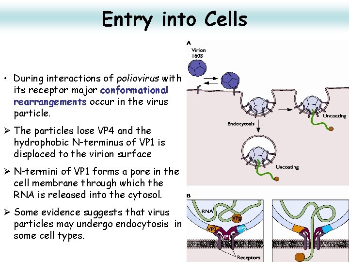Entry into Cells • During interactions of poliovirus with its receptor major conformational rearrangements