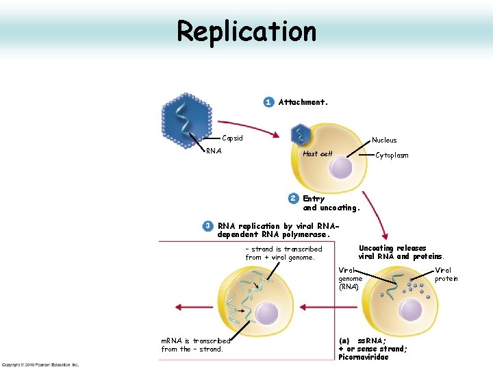 Replication 1 Attachment. Capsid RNA Nucleus Host cell Cytoplasm 2 Entry and uncoating. 3