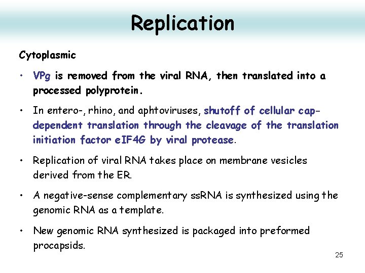 Replication Cytoplasmic • VPg is removed from the viral RNA, then translated into a