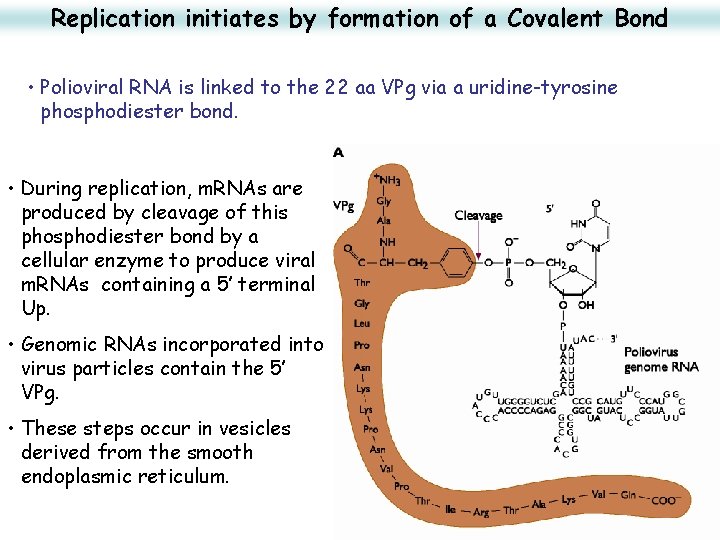 Replication initiates by formation of a Covalent Bond • Polioviral RNA is linked to