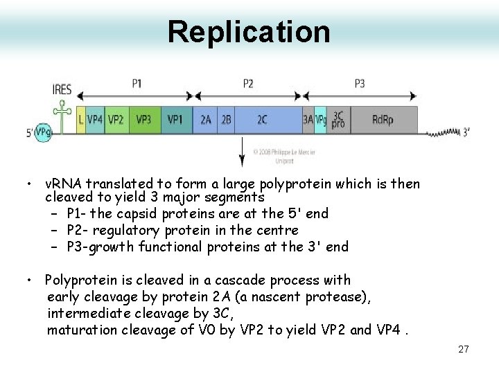 Replication • v. RNA translated to form a large polyprotein which is then cleaved