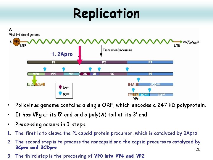 Replication 1. 2 Apro • Poliovirus genome contains a single ORF, which encodes a