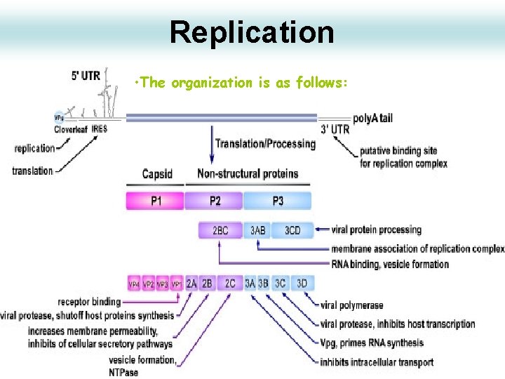 Replication • The organization is as follows: 29 