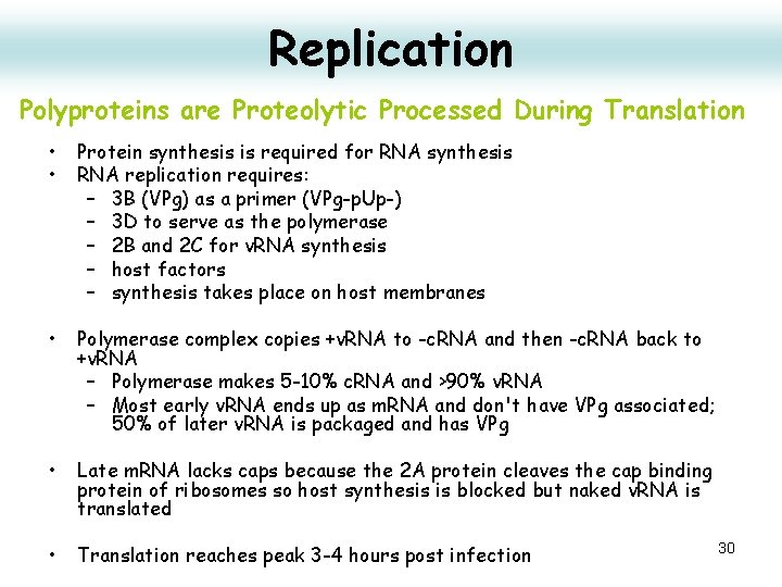 Replication Polyproteins are Proteolytic Processed During Translation • • Protein synthesis is required for