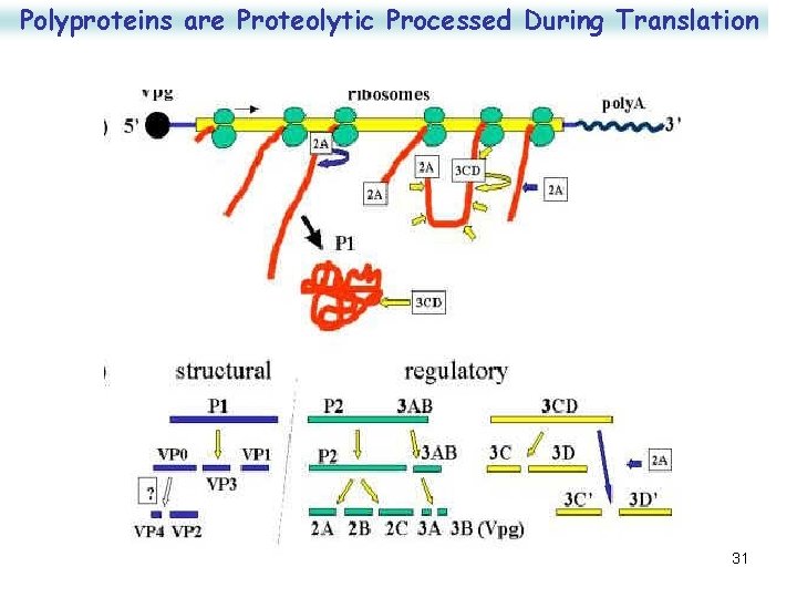 Polyproteins are Proteolytic Processed During Translation 31 