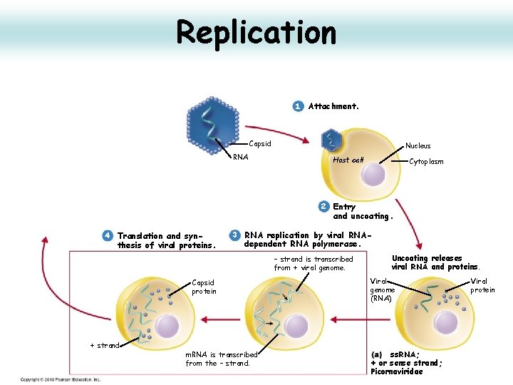 Replication 1 Attachment. Capsid RNA Nucleus Host cell Cytoplasm 2 Entry and uncoating. 4