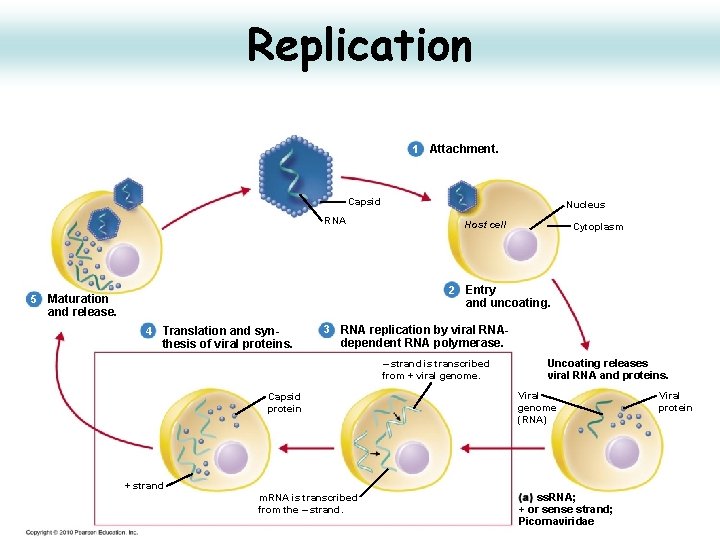 Replication 1 Attachment. Capsid RNA Nucleus Host cell Cytoplasm 2 Entry 5 Maturation and