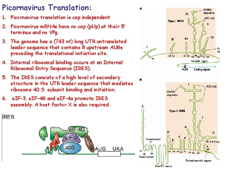 Picornavirus Translation: 1. Picornavirus translation is cap independent 2. Picornavirus m. RNAs have no