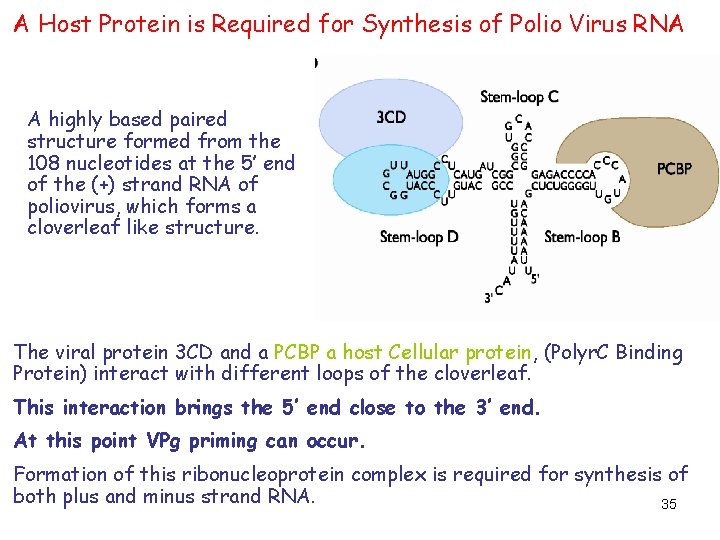A Host Protein is Required for Synthesis of Polio Virus RNA A highly based