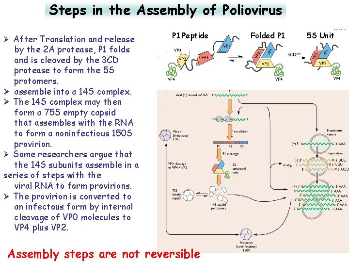 Steps in the Assembly of Poliovirus Ø After Translation and release by the 2