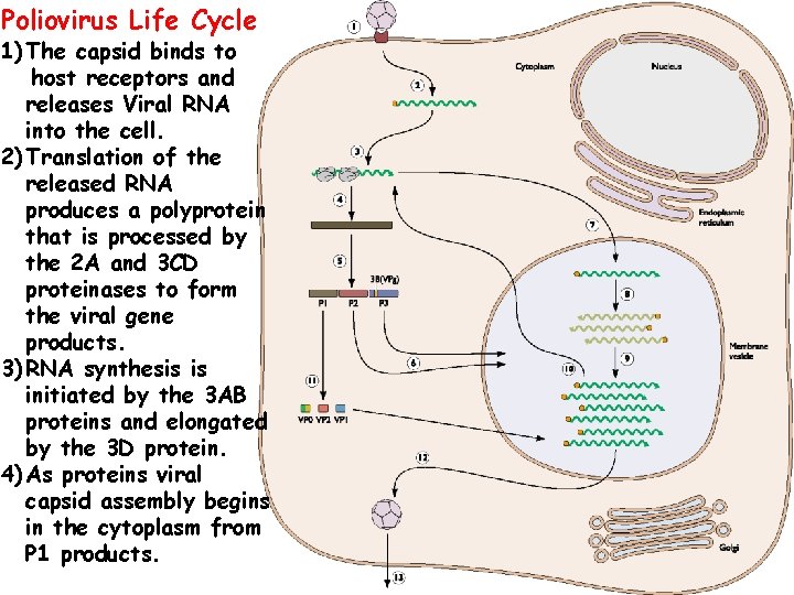 Poliovirus Life Cycle 1) The capsid binds to host receptors and releases Viral RNA