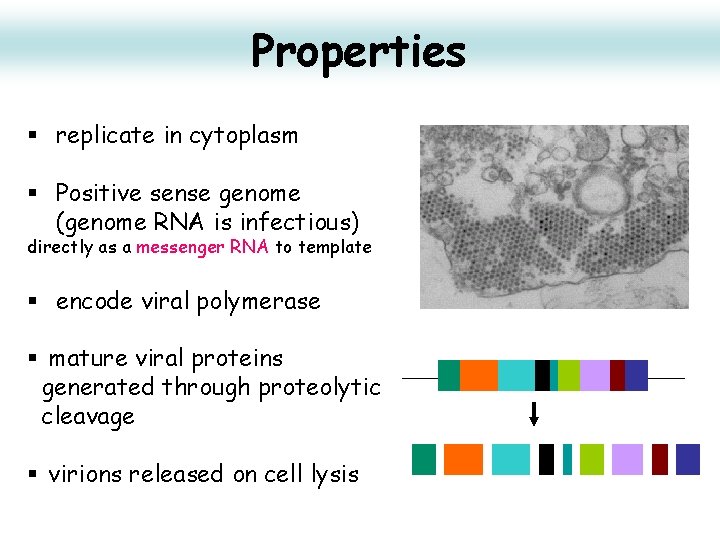 Properties § replicate in cytoplasm § Positive sense genome (genome RNA is infectious) directly