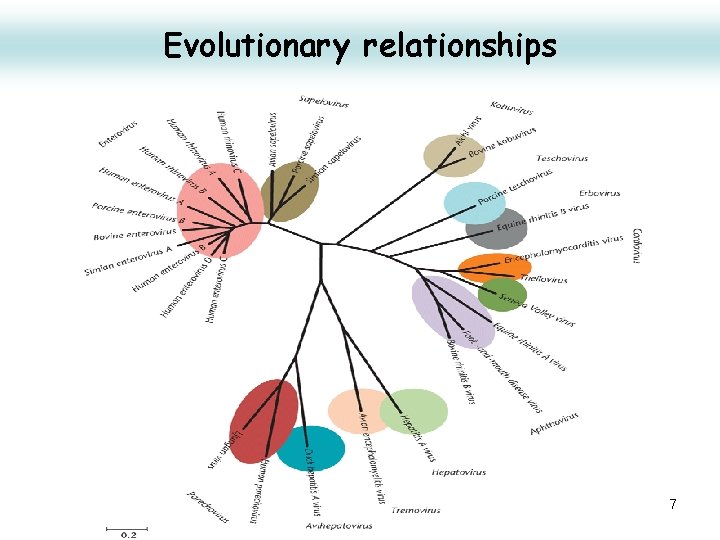 Evolutionary relationships 7 