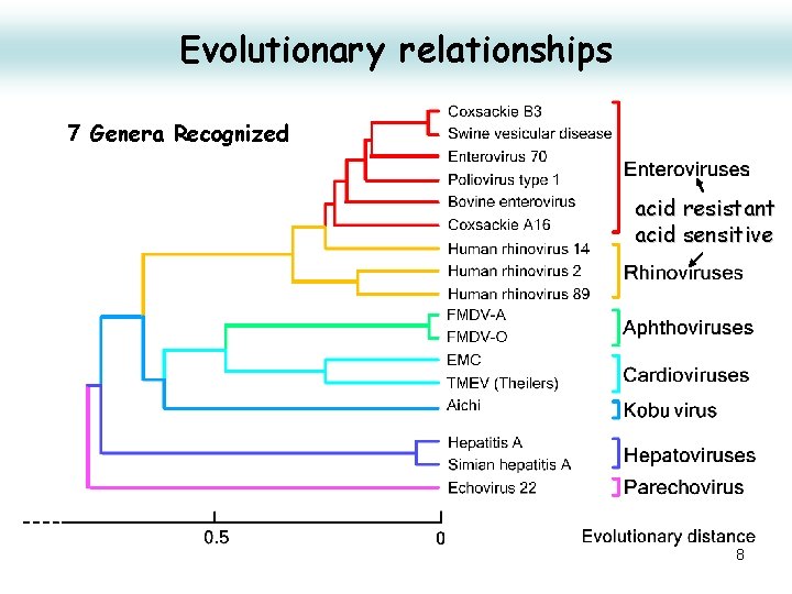 Evolutionary relationships 7 Genera Recognized acid resistant acid sensitive 8 