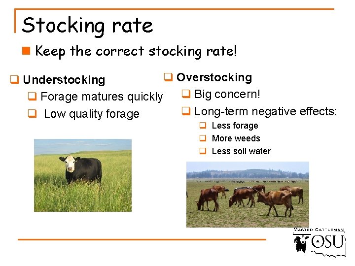 Stocking rate n Keep the correct stocking rate! q Overstocking q Understocking q Forage