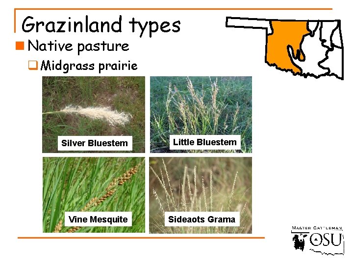 Grazinland types n Native pasture q Midgrass prairie Silver Bluestem Little Bluestem Vine Mesquite