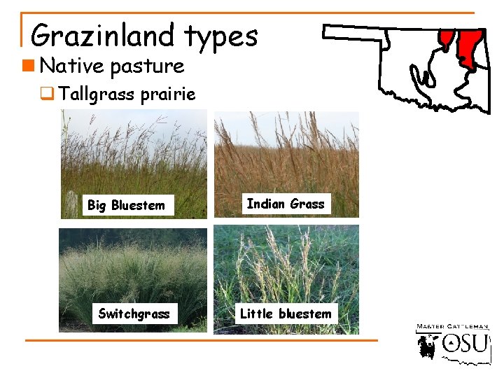 Grazinland types n Native pasture q Tallgrass prairie Big Bluestem Switchgrass Indian Grass Little