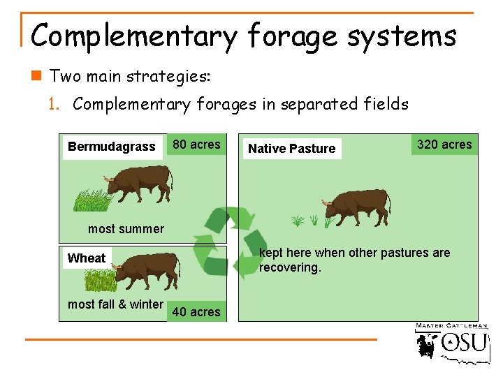 Complementary forage systems n Two main strategies: 1. Complementary forages in separated fields Bermudagrass