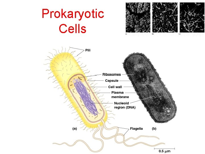 Prokaryotic Cells 