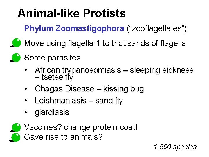 Animal-like Protists Phylum Zoomastigophora (“zooflagellates”) Move using flagella: 1 to thousands of flagella Move