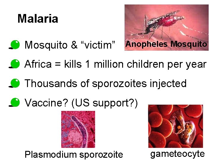 Malaria Mosquito & “victim” Anopheles Mosquito Africa = kills 1 million children per year