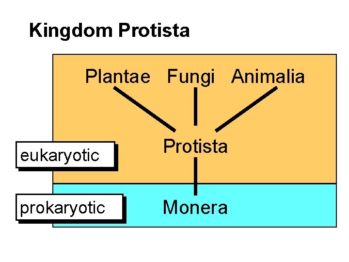 Kingdom Protista Plantae Fungi Animalia eukaryotic Protista prokaryotic Monera 