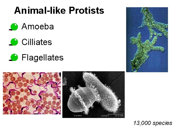 Animal-like Protists Amoeba Cilliates Flagellates 13, 000 species 