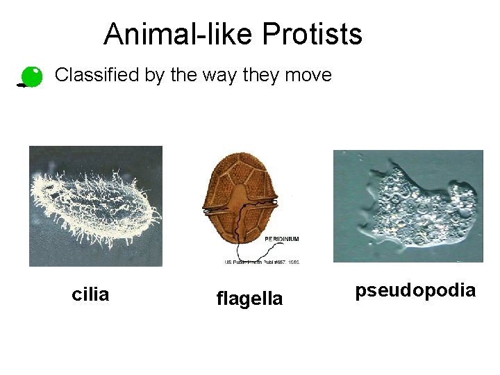 Animal-like Protists • Classified by the way they move cilia flagella pseudopodia 