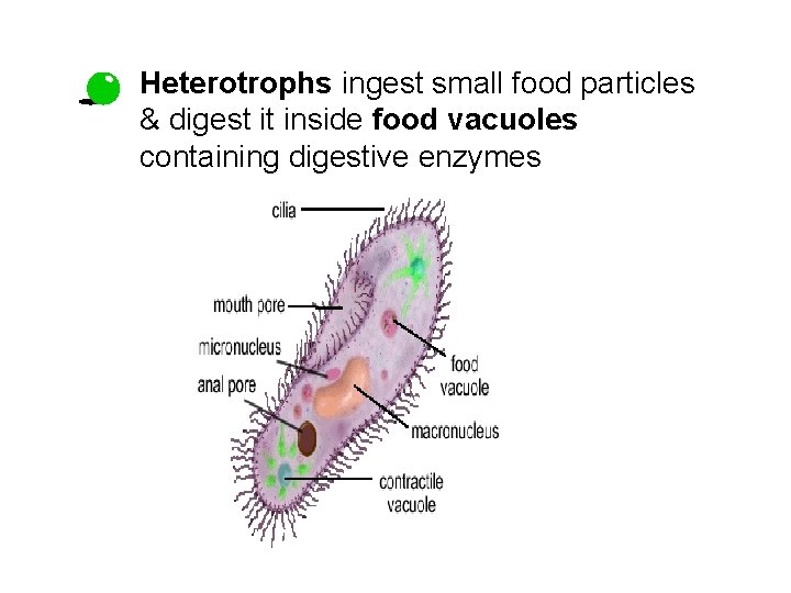  • Heterotrophs ingest small food particles & digest it inside food vacuoles containing