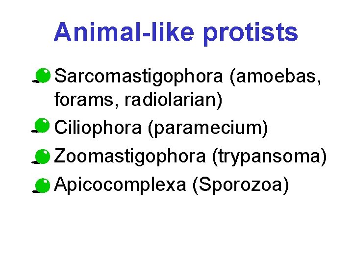 Animal-like protists • Sarcomastigophora (amoebas, forams, radiolarian) • Ciliophora (paramecium) • Zoomastigophora (trypansoma) •
