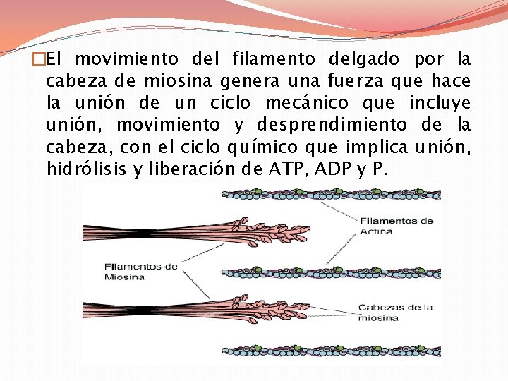 �El movimiento del filamento delgado por la cabeza de miosina genera una fuerza que