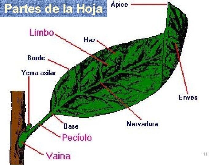  Partes de la Hoja 11 