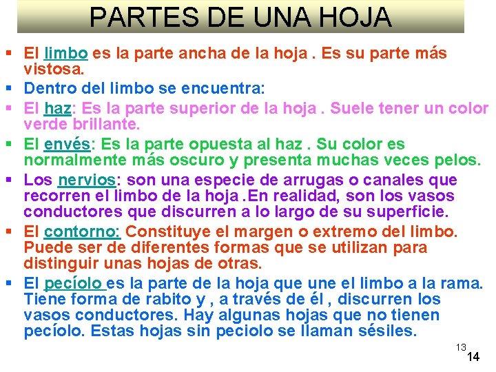 PARTES DE UNA HOJA § El limbo es la parte ancha de la hoja.