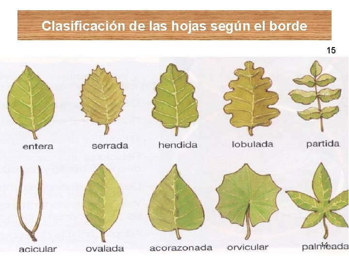 Clasificación de las hojas según el borde 15 14 