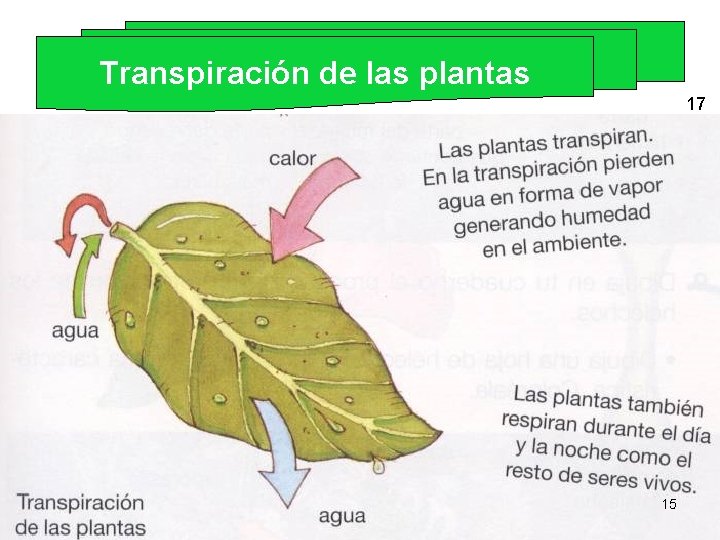 Transpiración de las plantas 17 15 