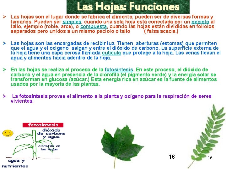 Las Hojas: Funciones Ø Las hojas son el lugar donde se fabrica el alimento,