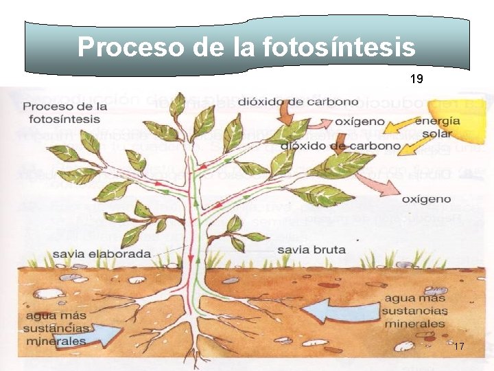 Proceso de la fotosíntesis 19 17 