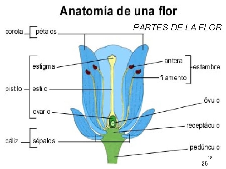 PARTES DE LA FLOR 18 25 