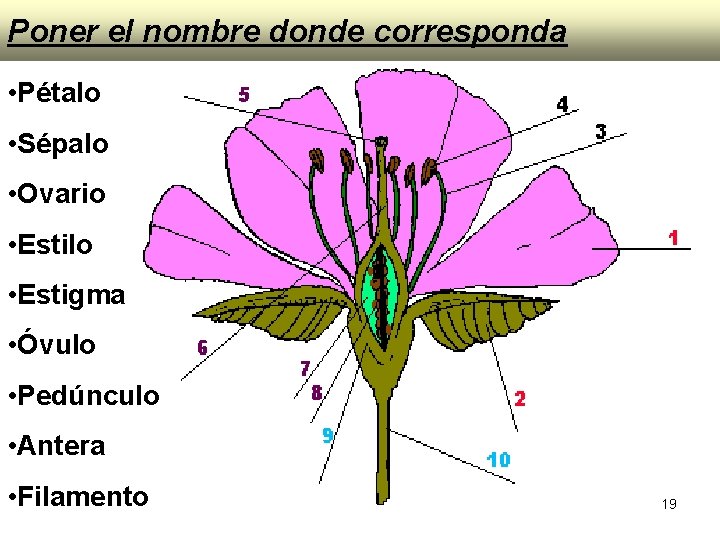 Poner el nombre donde corresponda • Pétalo • Sépalo • Ovario • Estilo •