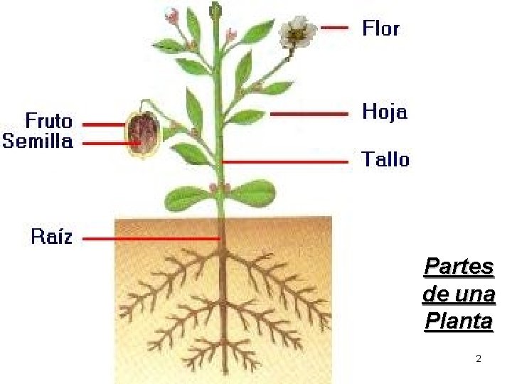  Partes de una Planta 2 