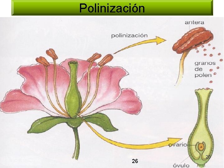 Polinización 26 20 