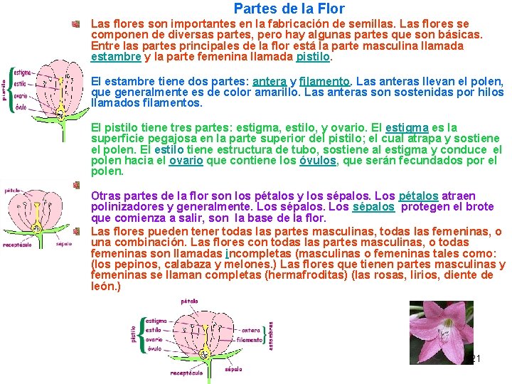 Partes de la Flor Las flores son importantes en la fabricación de semillas. Las