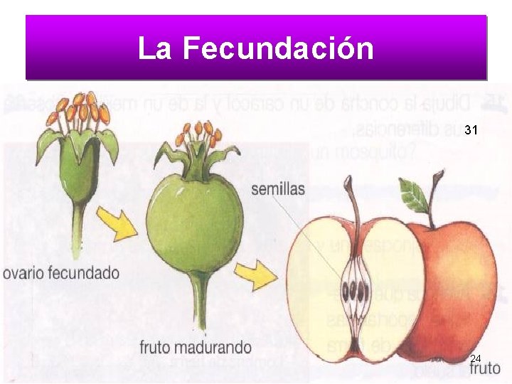 La Fecundación 31 24 