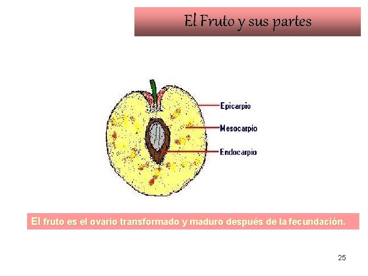 El Fruto y sus partes El fruto es el ovario transformado y maduro después