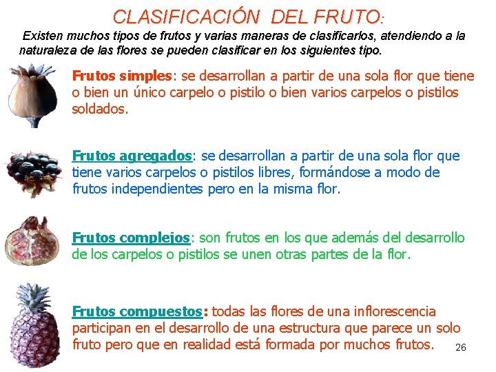 CLASIFICACIÓN DEL FRUTO: Existen muchos tipos de frutos y varias maneras de clasificarlos, atendiendo
