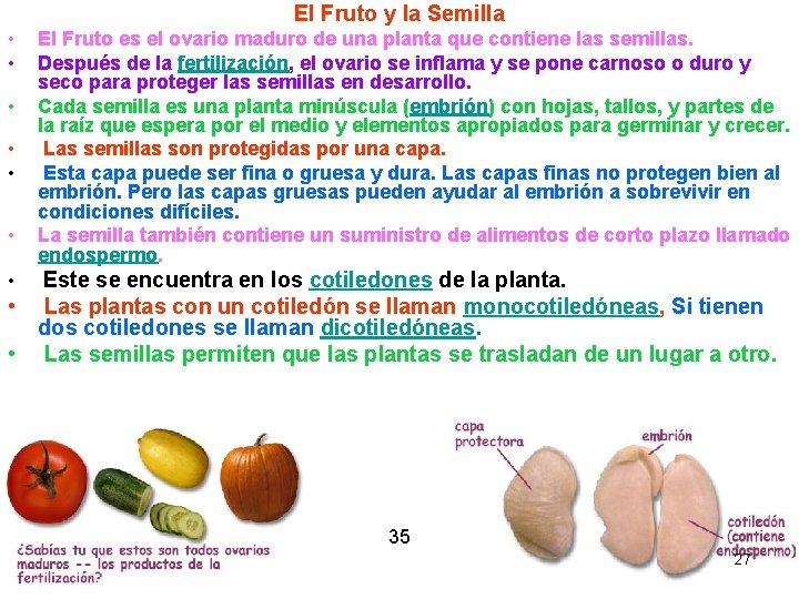 El Fruto y la Semilla • • El Fruto es el ovario maduro de