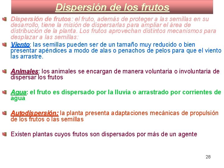 Dispersión de los frutos Dispersión de frutos: el fruto, además de proteger a las